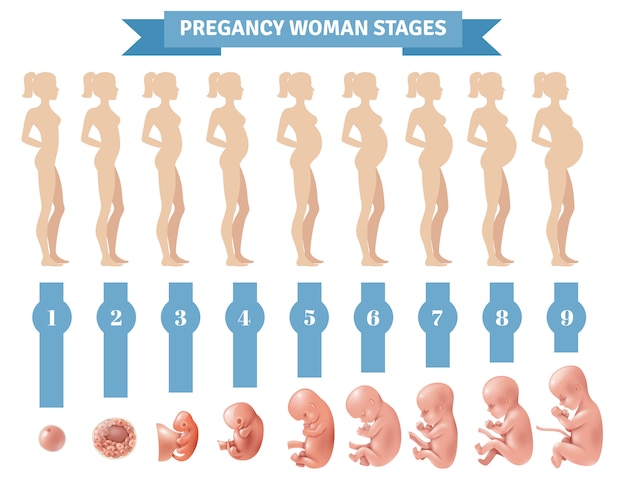 妊娠中の女性の段階