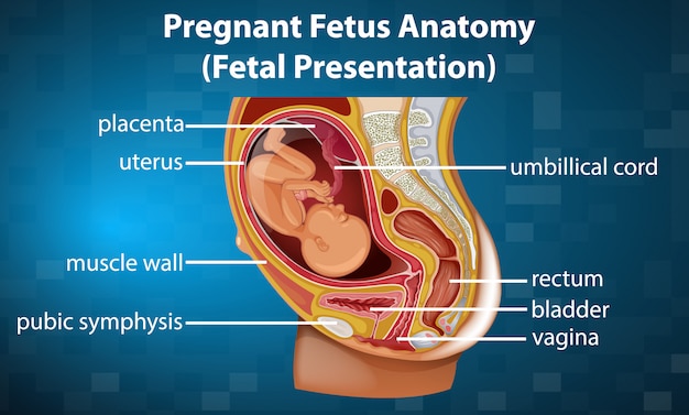 Pregnant fetus anatomy diagram