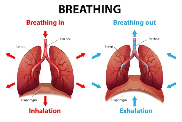 Free vector process of breathing explained