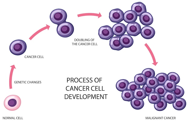 Free vector process of cancer cell development