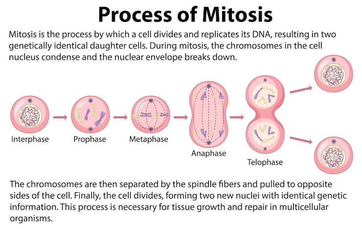 Free Vector process of mitosis phases with explanations