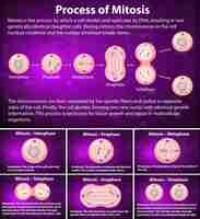 Free vector process of mitosis phases with explanations