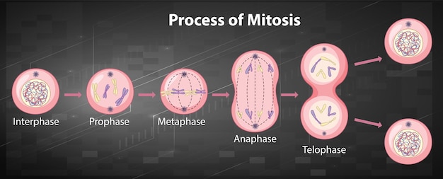 Free vector process of mitosis phases with explanations