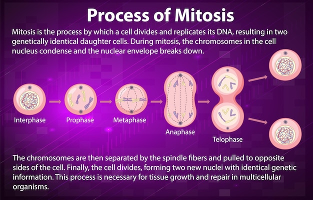 Free vector process of mitosis phases with explanations