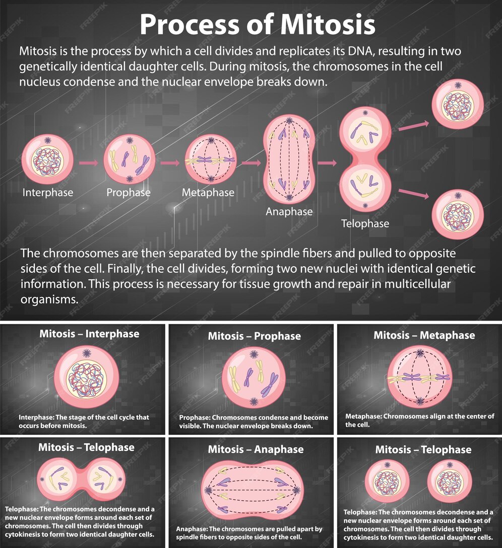 Process of mitosis phases with explanations Biology Diagrams