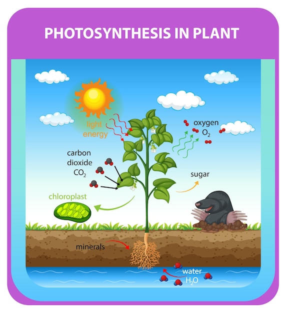 무료 벡터 식물의 광합성 과정