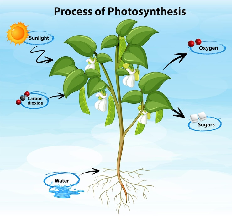 Free Vector process of photosynthesis diagram