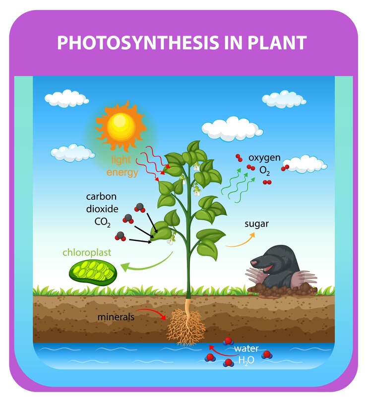 Free Vector process of photosynthesis in plant