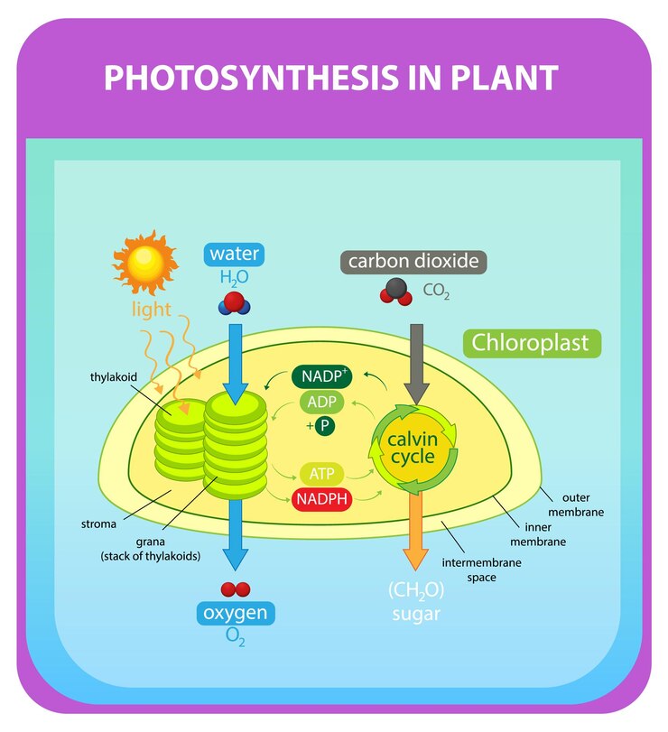 मुफ़्त वेक्टर process of photosynthesis in plant