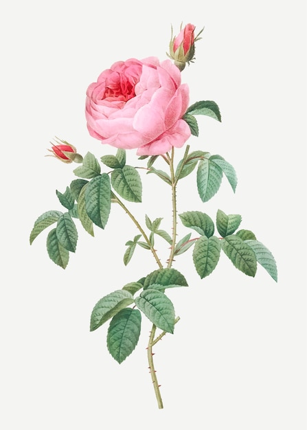 Прованс роза в цвету