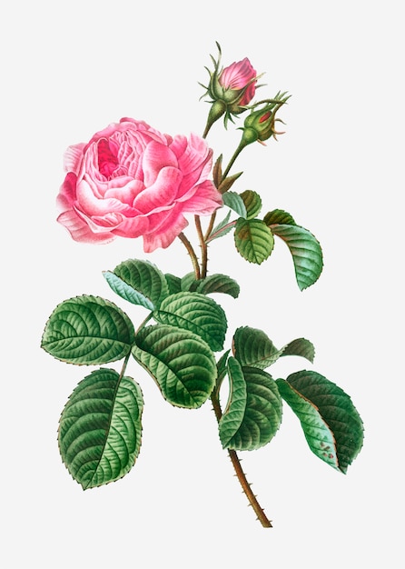 Vettore gratuito la rosa della provenza