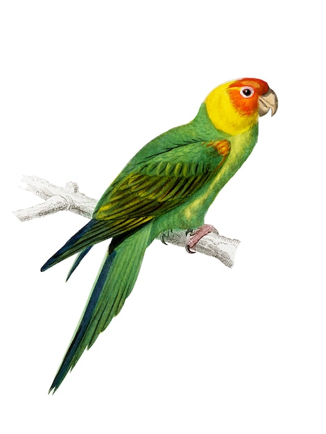 Psittacus eximius illustrated