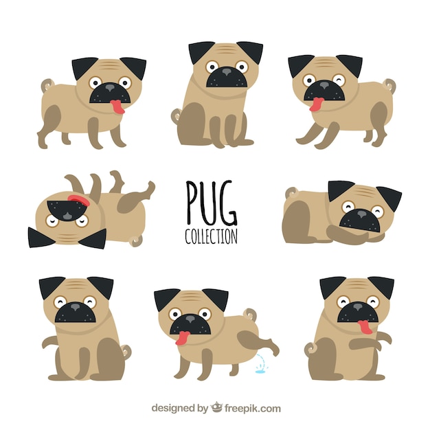 Vettore gratuito collezione pug con stile classico