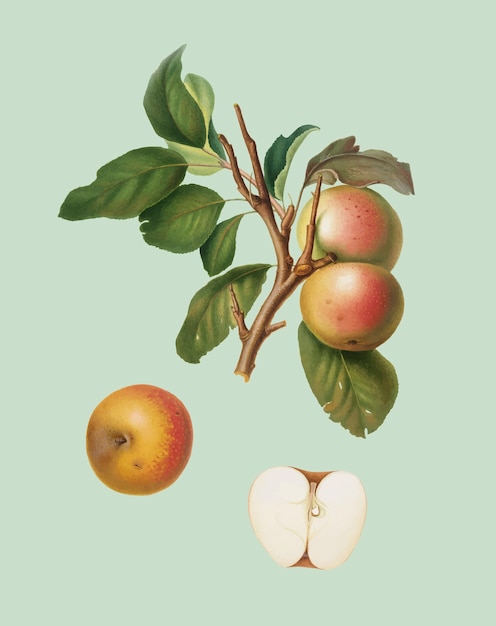 Pupina apple from pomona italiana illustration