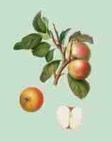 Free vector pupina apple from pomona italiana illustration