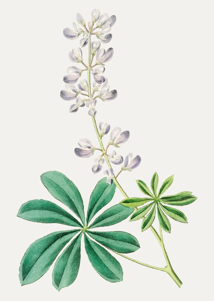 Free Vector purple bush lupine