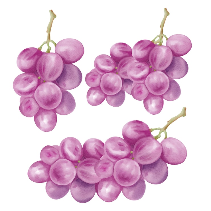 Free Vector purple grapes handdrawn illustration