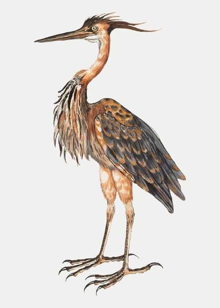 Purple heron in vintage style