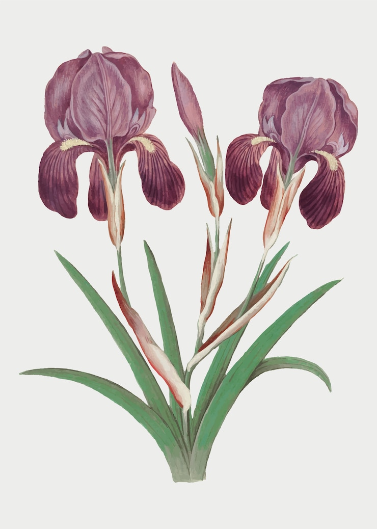 Free Vector purple iris in vintage style