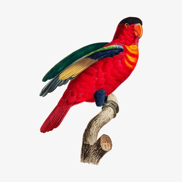 Free vector purple-naped lory