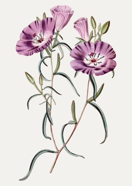 Free vector purple oenothera