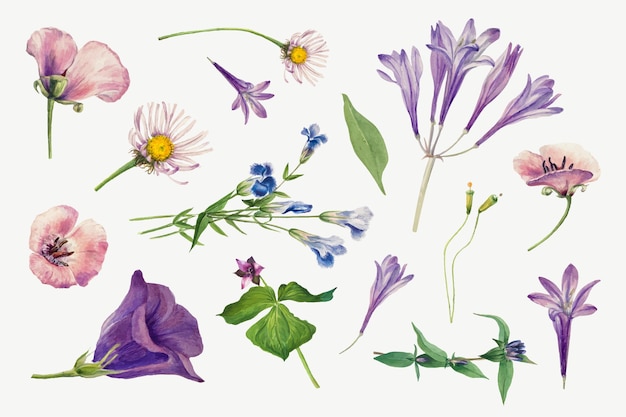 Vettore gratuito set disegnato a mano di illustrazione di piante selvatiche viola, remixato dalle opere d'arte di mary vaux walcott
