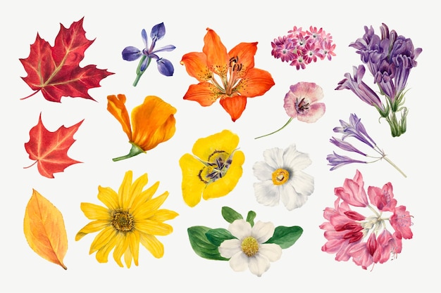 Набор рисованной иллюстрации фиолетовых диких растений, ремикс из произведений Мэри Во Уолкотт