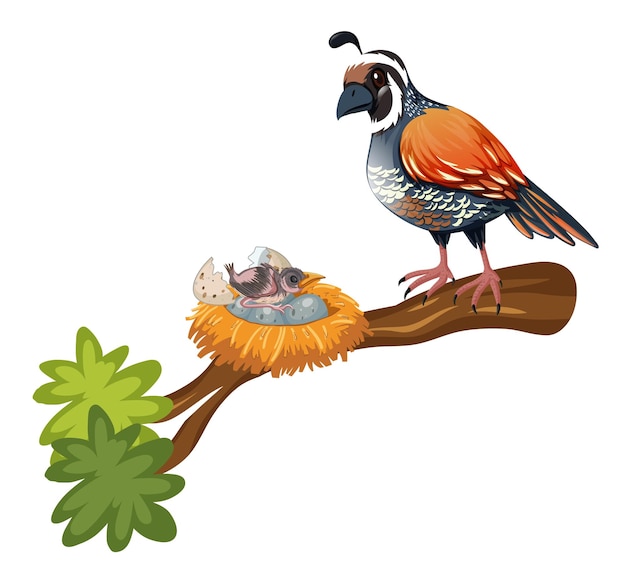 Free vector quail and chick on the branch