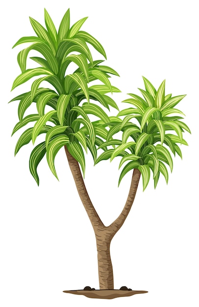 Free vector the queen of dracaenas plant