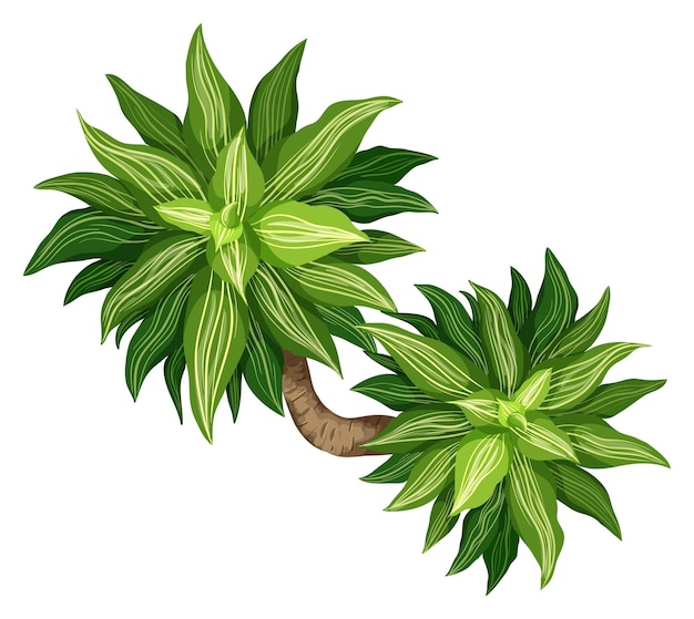 Free vector queen of dracaenas