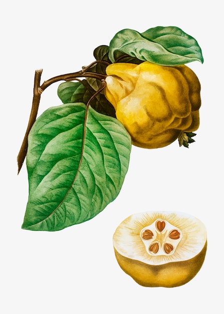 Quince fruit