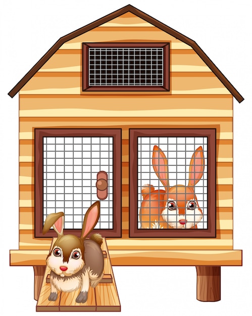 Rabbits in the wooden coop