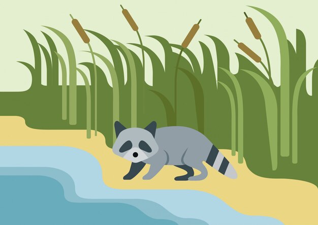 Raccoon flat cartoon, wild animal on the bank of the river.