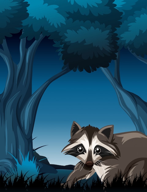 Raccoon in wild forest