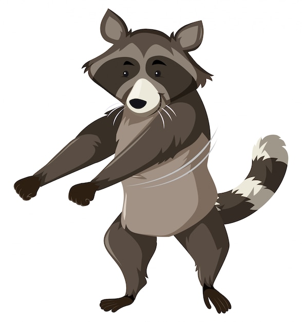Racoon dancing white background