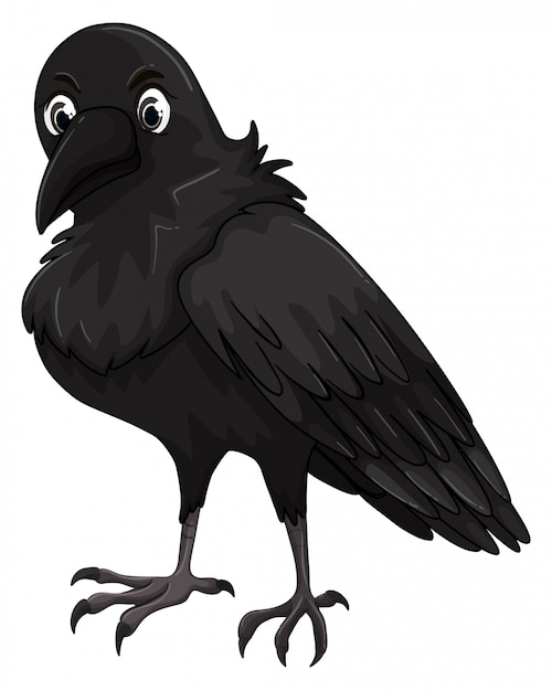 Birds Raven