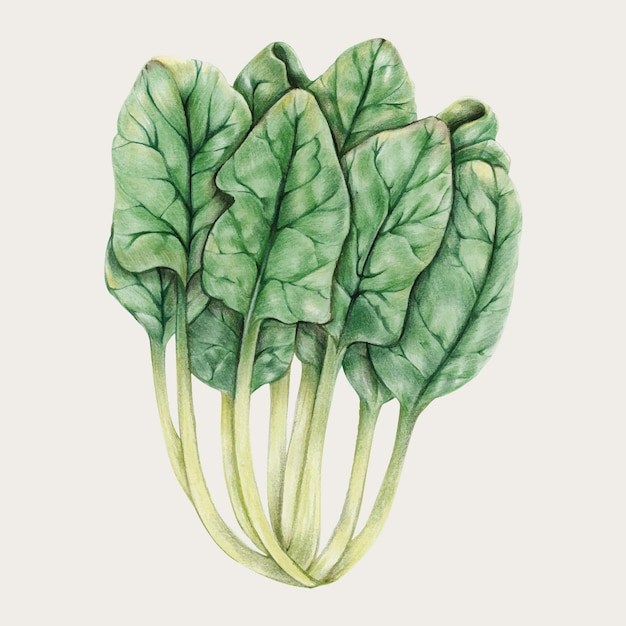 Raw chard in hand drawn style