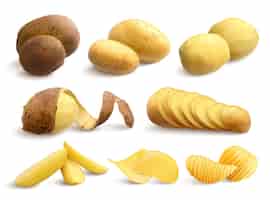 Free vector raw and fried potato set of crude treated chopped and chips realistic