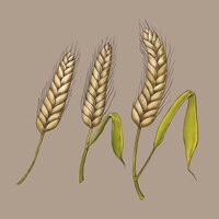 Free vector raw organic wheat ears vector
