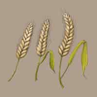 Free vector raw organic wheat ears vector