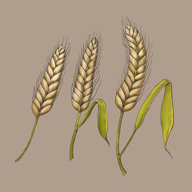生の有機小麦の耳のベクトル