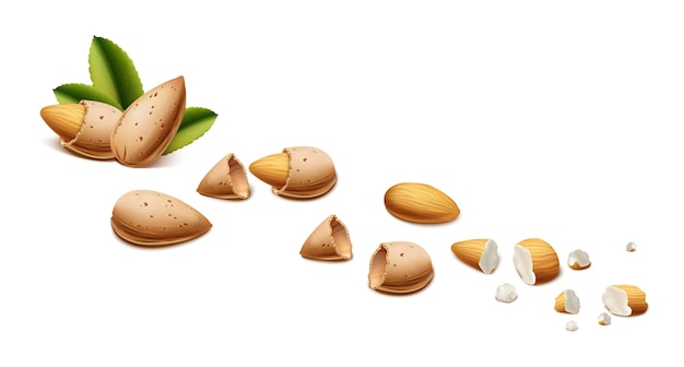 Free vector realistic almond nuts, shells and crumbs isolated