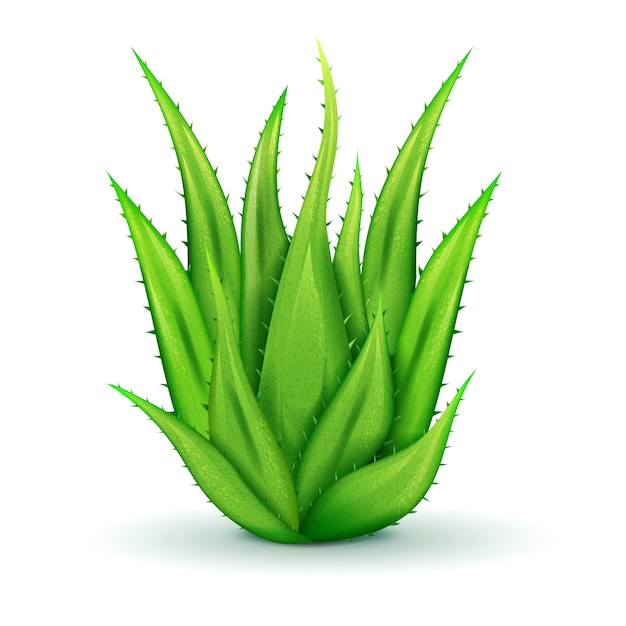 Бесплатное векторное изображение Реалистичные листья алоэ