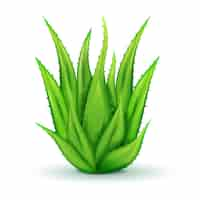 Free vector realistic aloe leaves