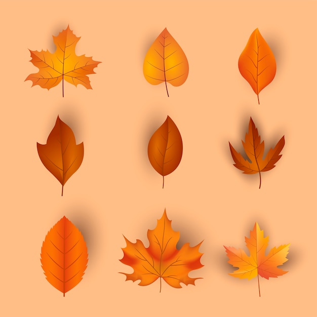 Free vector realistic autumn celebration elements collection