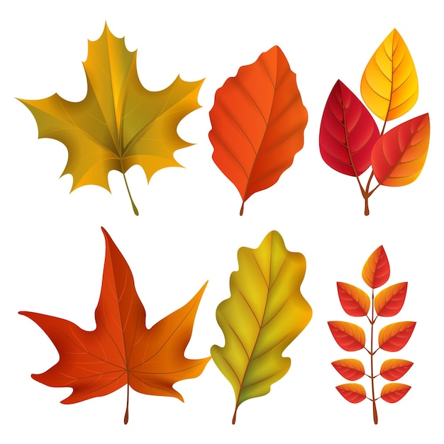 Free vector realistic autumn elements collection