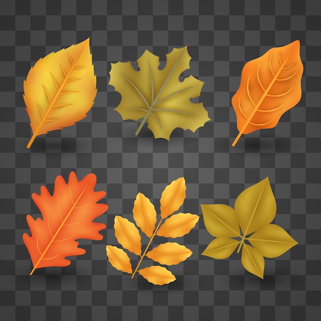 Realistic autumn leaves collection