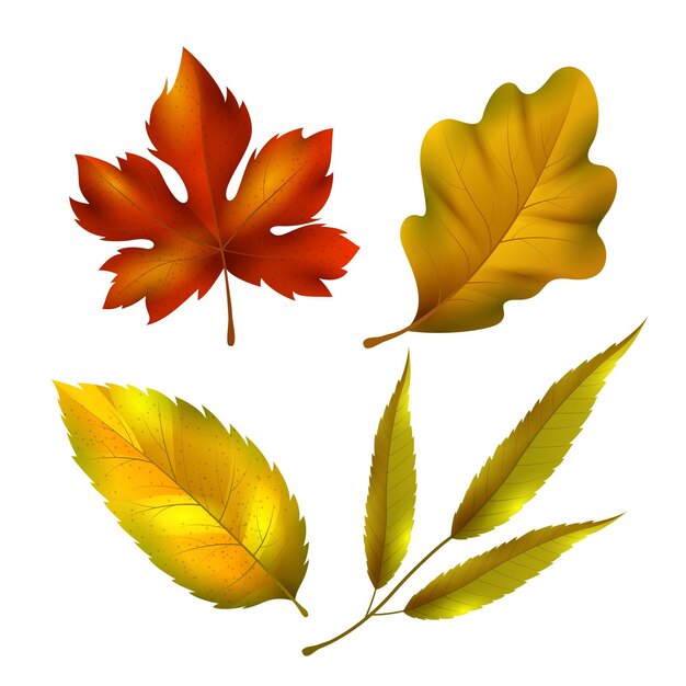 Realistic autumn leaves collection