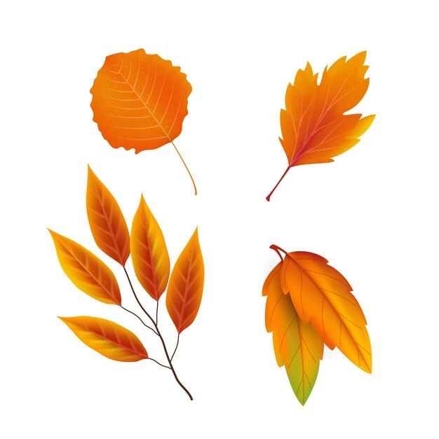 Realistic autumn leaves collection