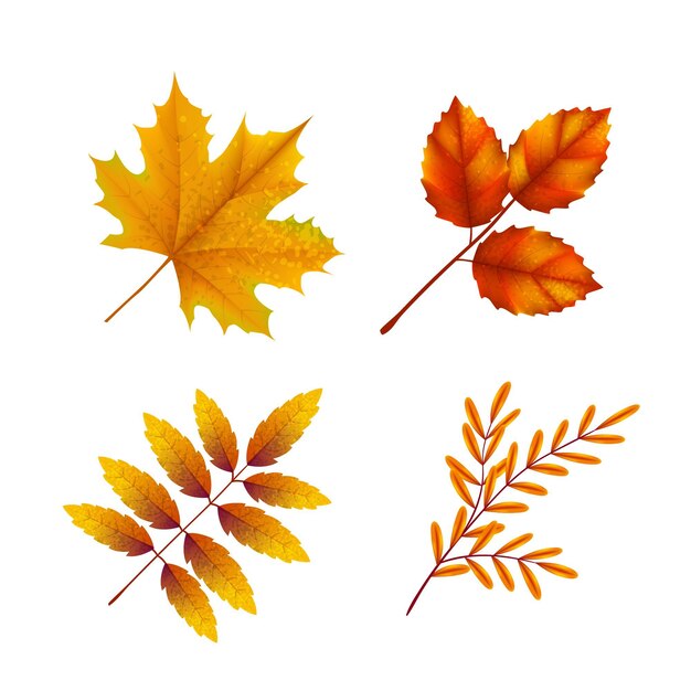 Realistic autumn leaves collection